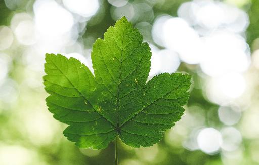 person holding green leafed plant